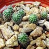 Mammillaria_ geminispina _ssp.geminispina _WH99 _15